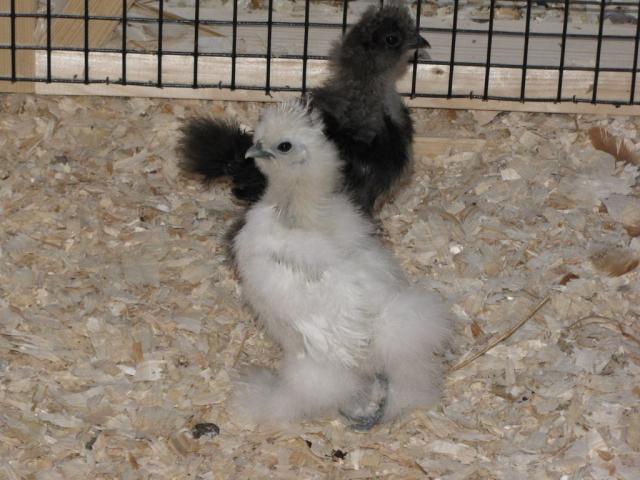 59155_silkie_babies.jpg