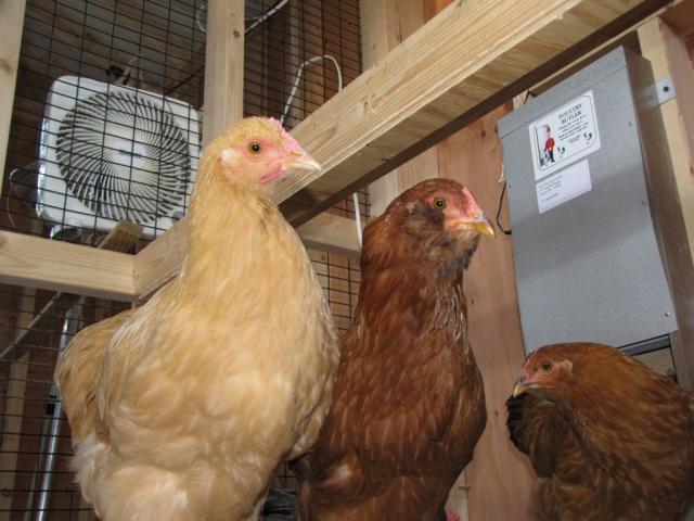 59155_the_girls_in_the_coop.jpg