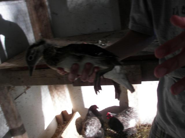 59198_100_4103.jpg