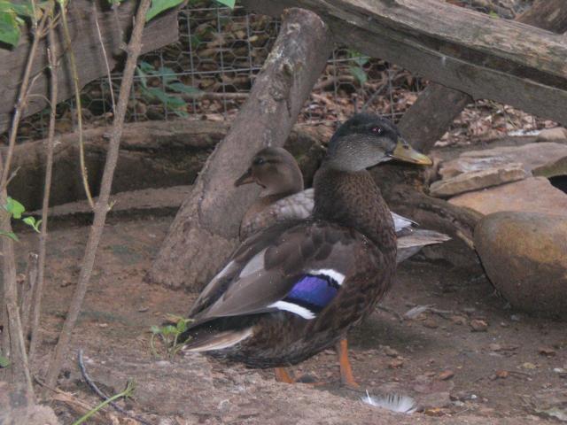 59198_cimg5227.jpg