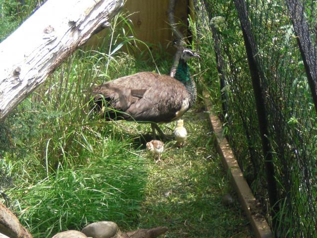59198_cimg5329.jpg