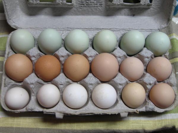 5919_eggs_in_carton.jpg