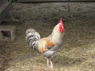 5919_img_2468.jpg
