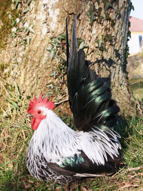 59219_japanese_bantams_075.jpg