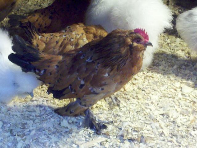 59227_2011-01-05_12-27-16_124.jpg