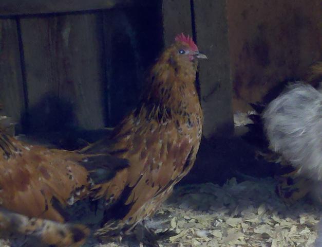 59227_2011-01-05_12-28-11_911.jpg