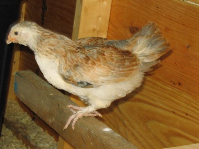 59228_chicks_7-17-10_004.jpg