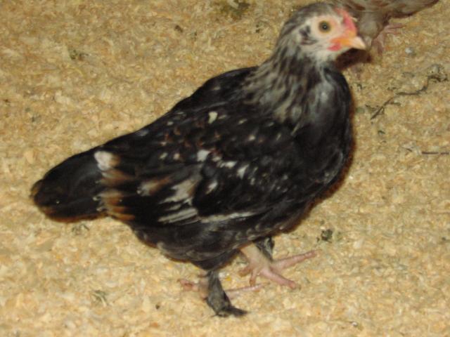 59228_chicks_7-17-10_011.jpg