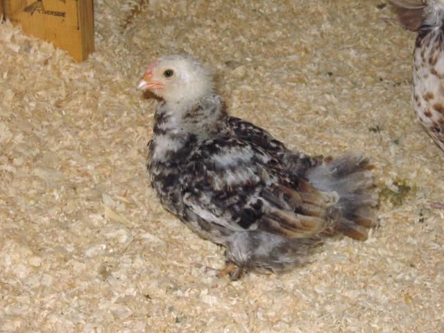 59228_chicks_7-17-10_012.jpg