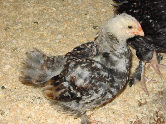 59228_chicks_7-17-10_016.jpg
