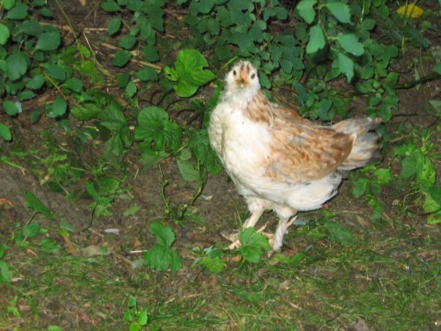 59228_chicks_7-17-10_022.jpg