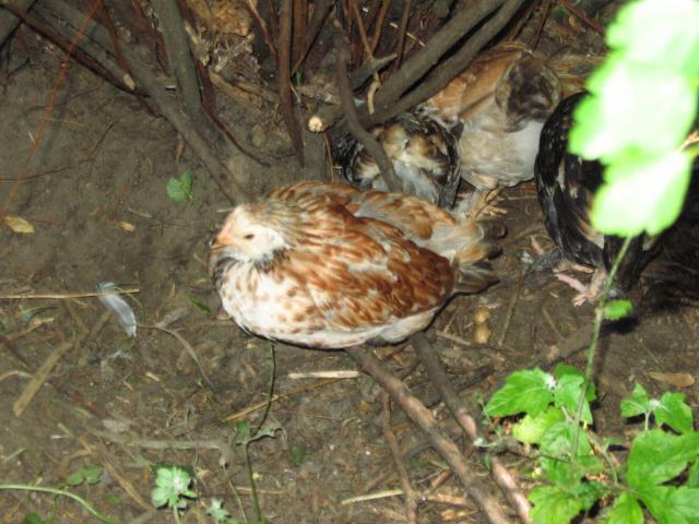 59228_chicks_7-17-10_032.jpg