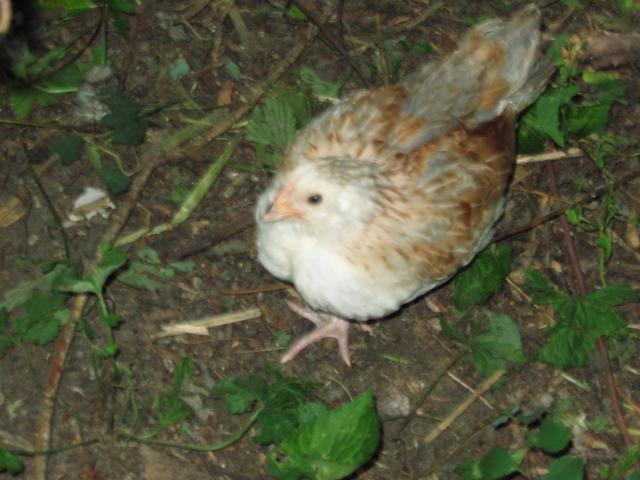 59228_chicks_7-17-10_039.jpg