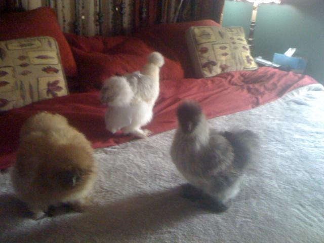 59248_chickens_in_the_bed.jpg