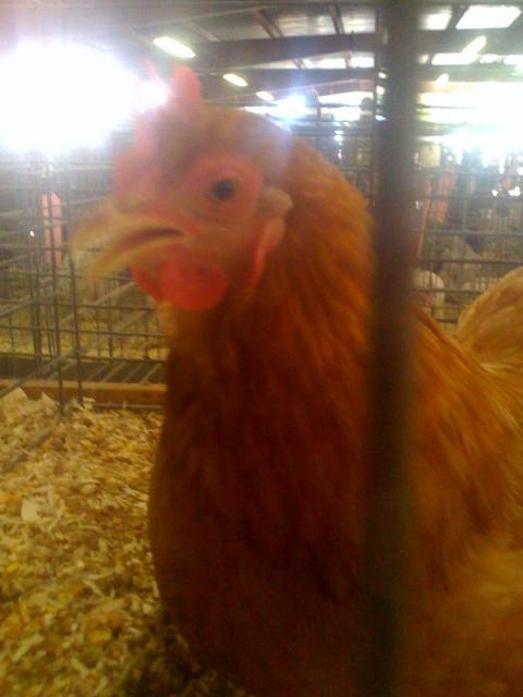 59248_comal_couty_fair_red_chochin.jpg