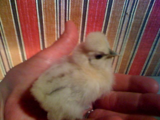 59248_june_24_-_white_chicken.jpg