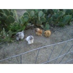 59248_roosters_at_new_home_sept_14.jpg