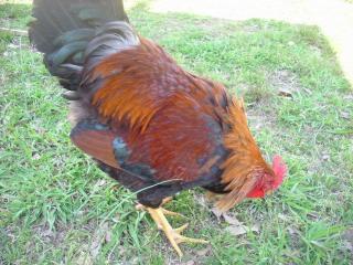 5925_chickens_035_small.jpg