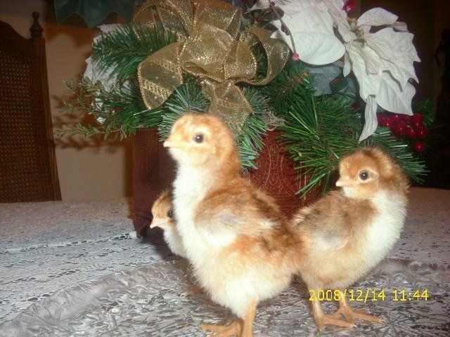 5925_welsummer_eggs_011_small.jpg