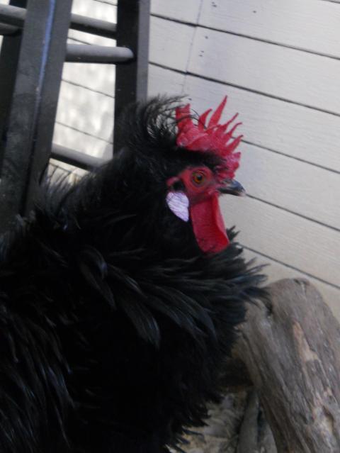 59269_059.jpg