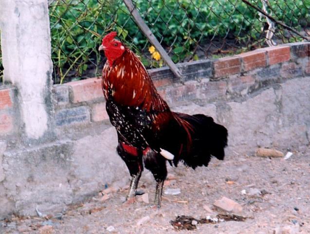59337_27gacua.jpg
