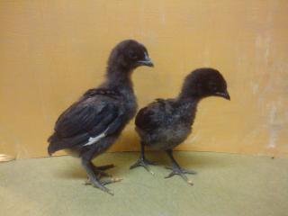 59337_black_chicks.jpg