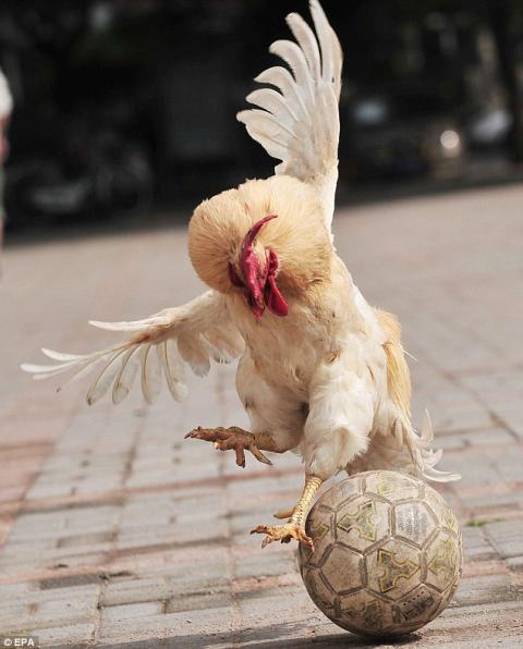 59337_worldcup-chicken.jpg