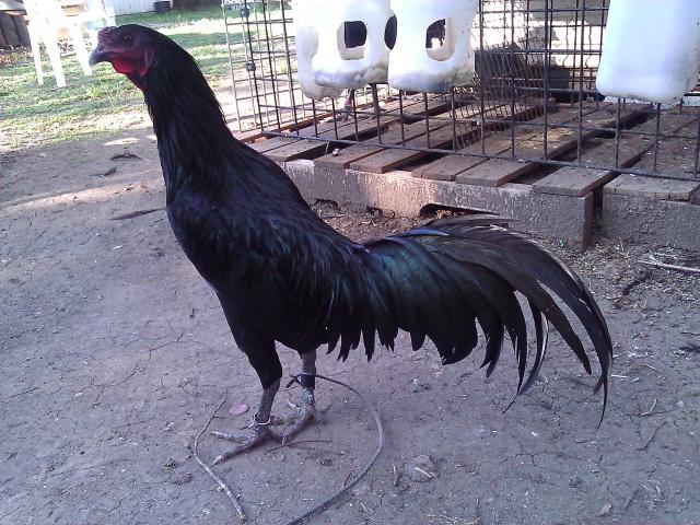 59337_wp_000368.jpg