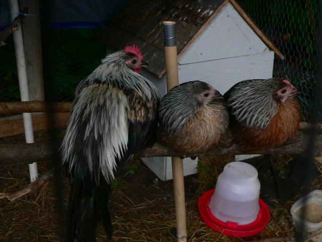 59345_p1250217.jpg