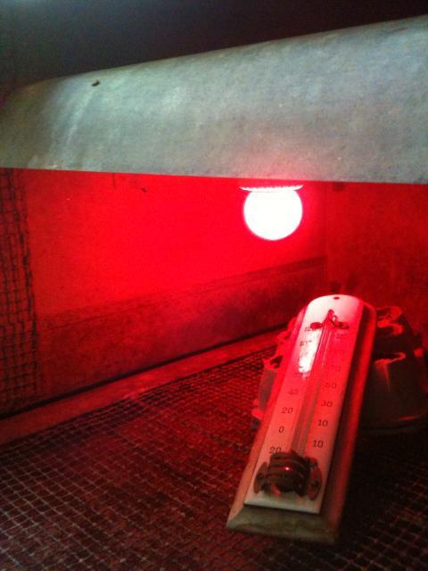 59359_brooder_5.jpg