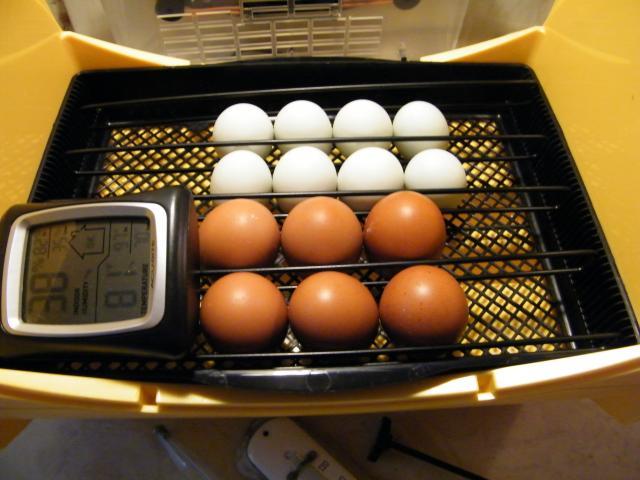 59359_eggs_006.jpg