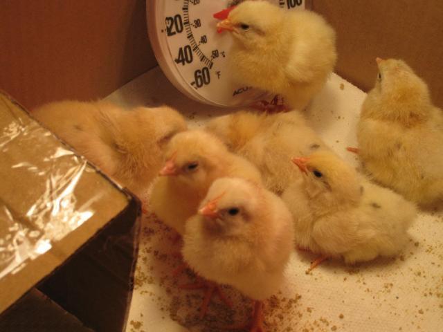 59365_chick_004.jpg