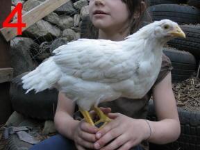 59365_chickens_nocomb4.jpg