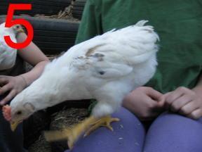 59365_chickens_peep5.jpg