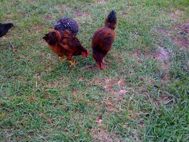 59367_chickens1.jpg