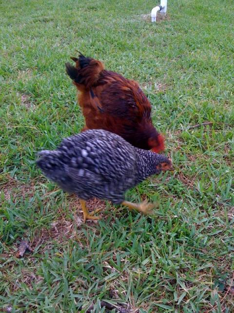 59367_chickens2.jpg
