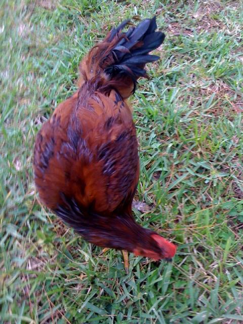 59367_chickens3.jpg
