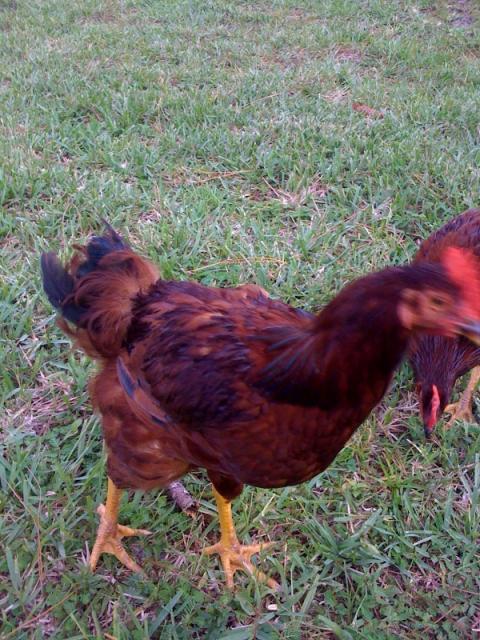 59367_chickens4.jpg