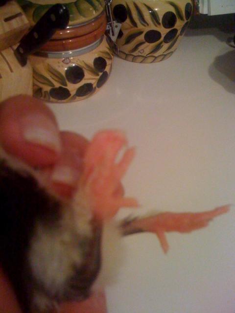 59367_fused_toes.jpg