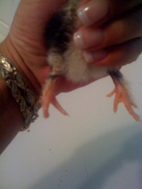 59367_fused_toes2.jpg