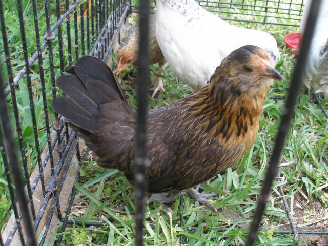 59375_chickens-ducks_001.jpg