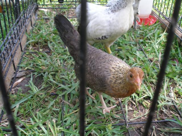 59375_chickens-ducks_002.jpg