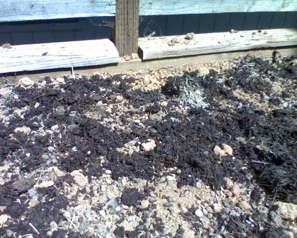59404_alpaca_gold_and_homemade_compost.jpeg