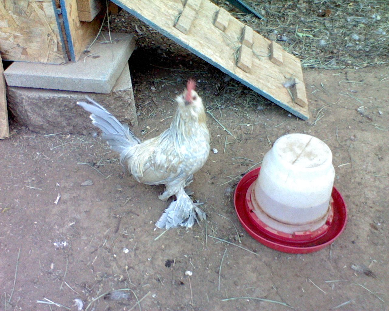 59404_charlie_82211_253698.jpeg