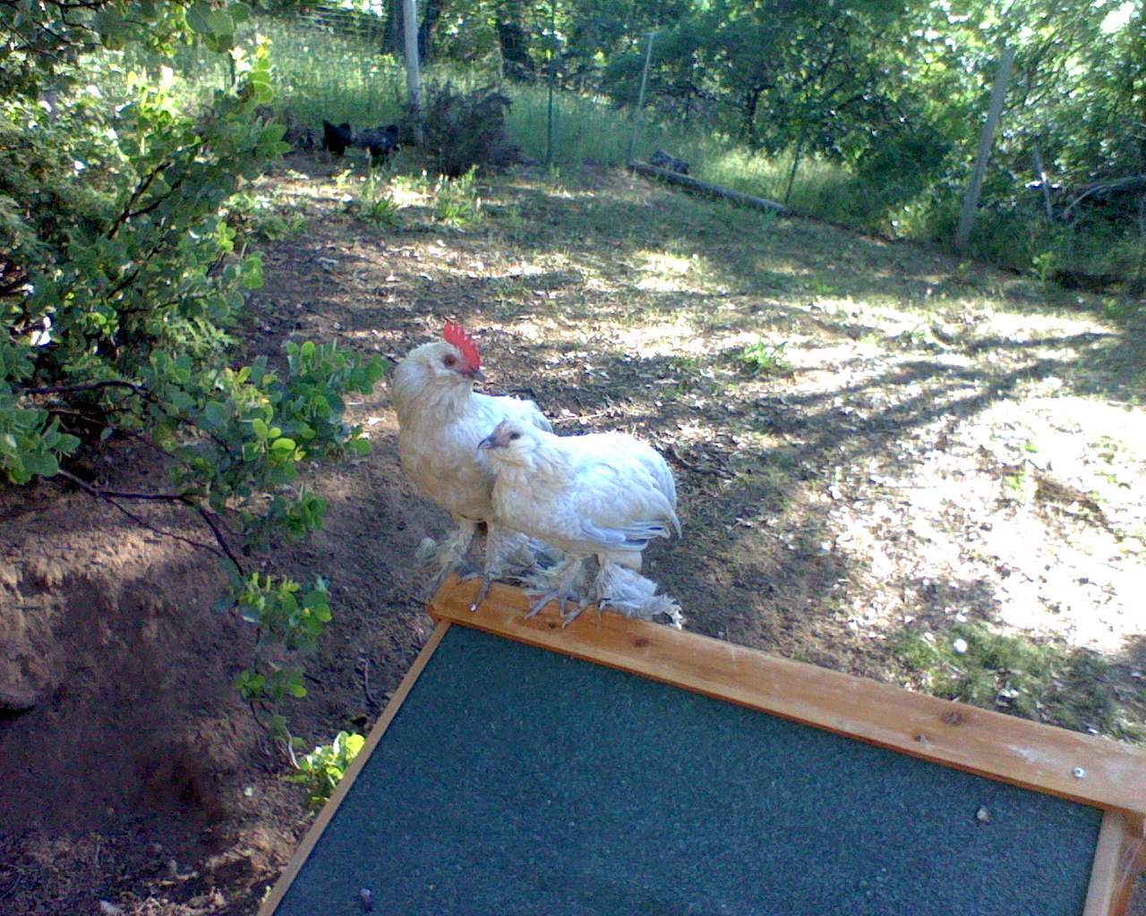 59404_charlie_and_portia.jpeg