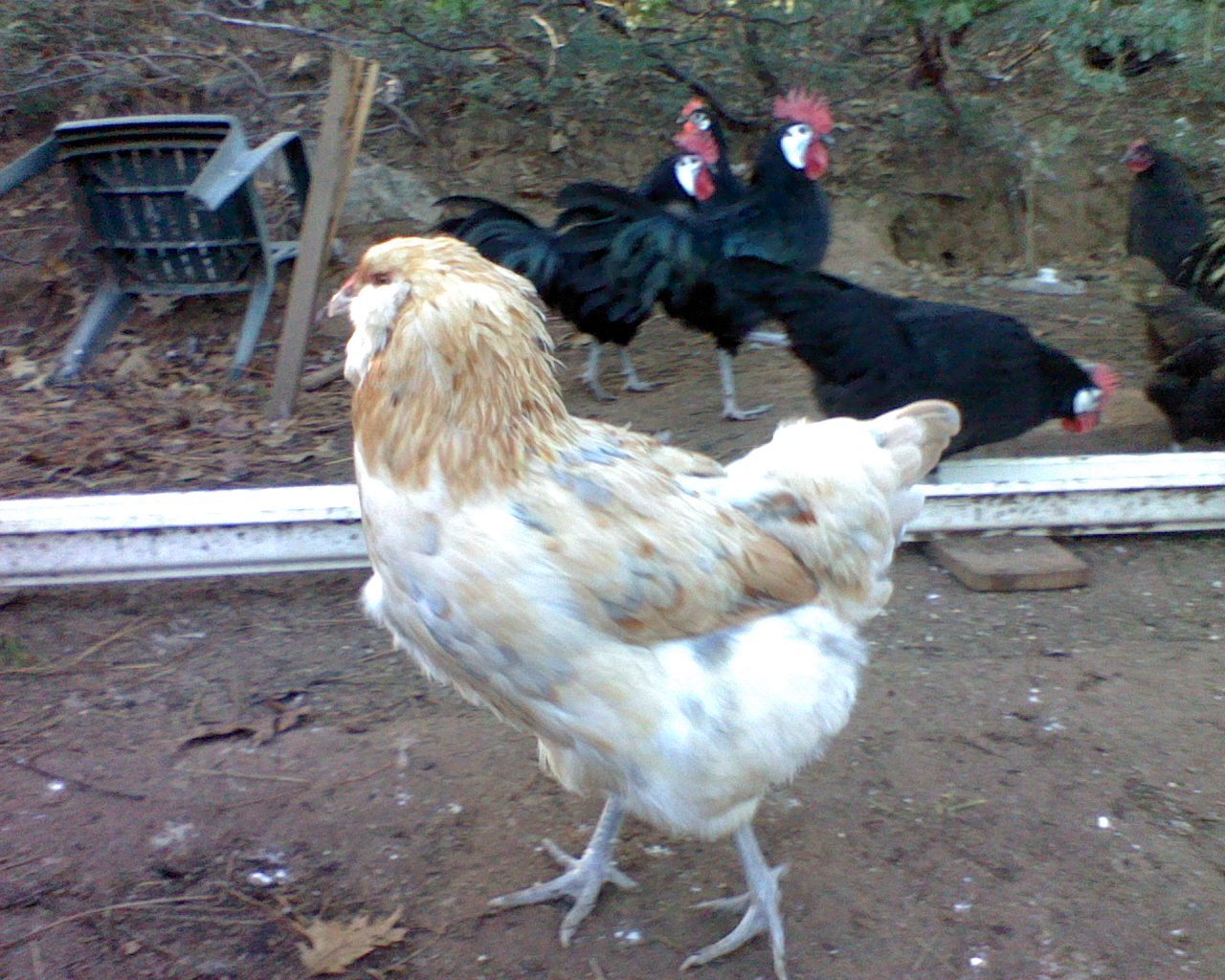 59404_doris_121711.jpg