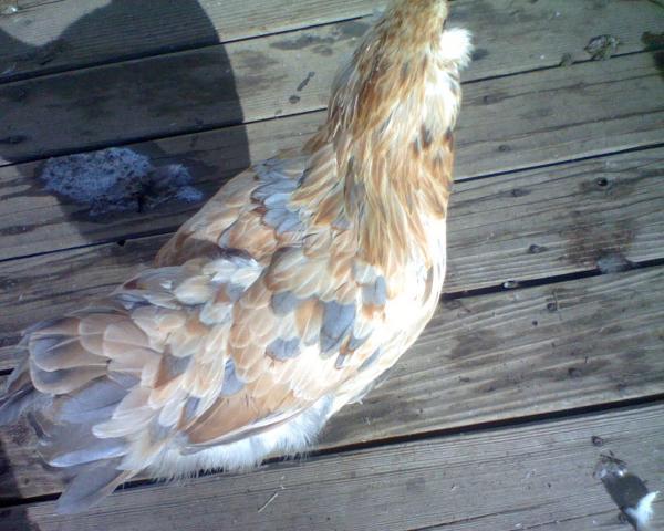 59404_doris_from_above.jpeg