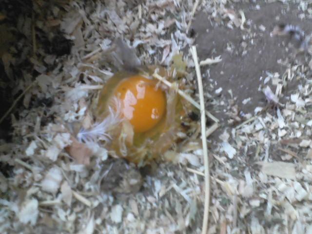 59404_egg_poop.jpeg