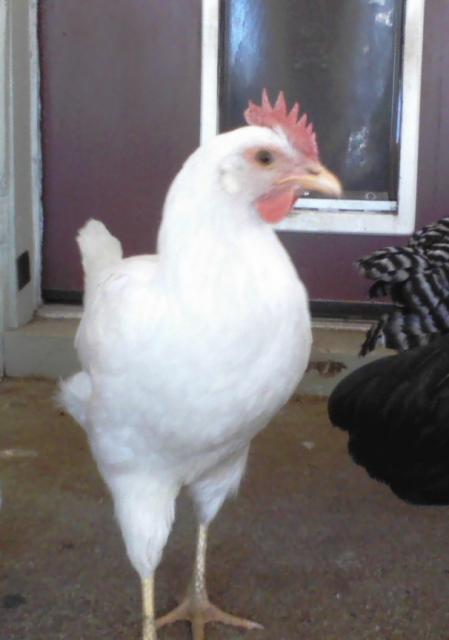 59404_felipa_in_september.jpeg