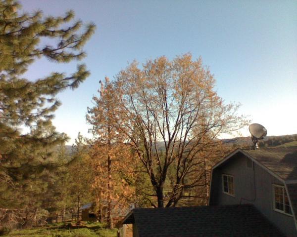 59404_first_morning_02.jpeg